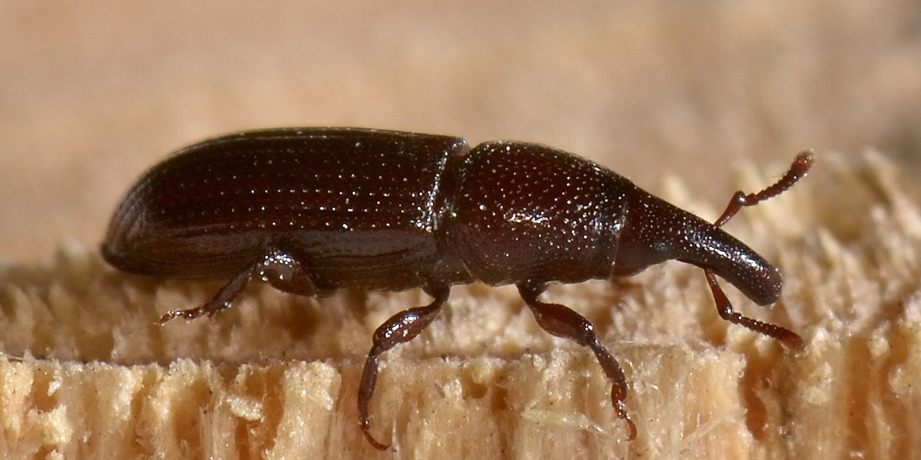 Melicius gracilis - Curculionidae